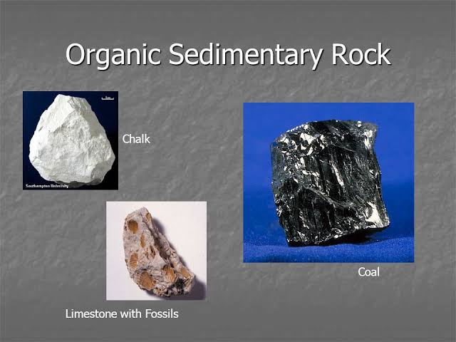 organic sedimentary rock